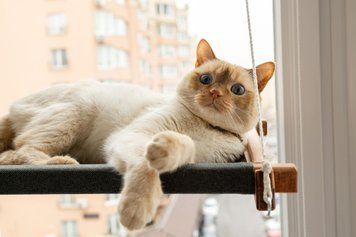 Гамак на вікно для кота brown+gray PetJoy wbrown1gray фото