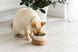 Миски на підставці для кота brown+white cat1bowlBW cat1bowlBW фото 3